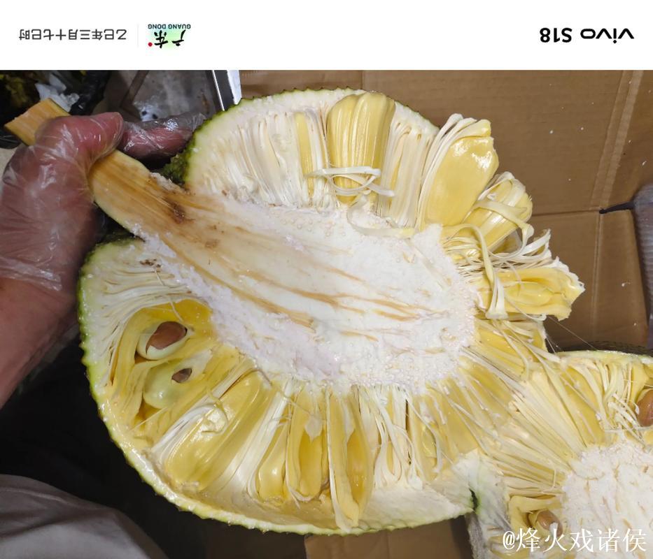 免费观看菠萝蜜视频的神奇体验 免费观看菠萝蜜视频的神奇体验