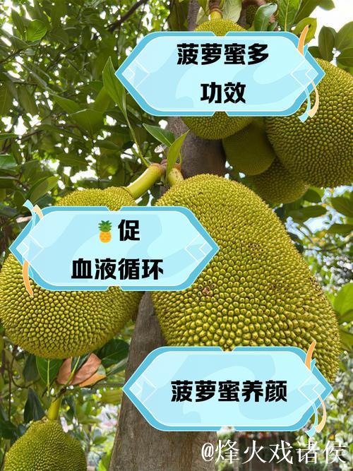 了解“菠萝蜜视频网页版”：全方位探索与体验